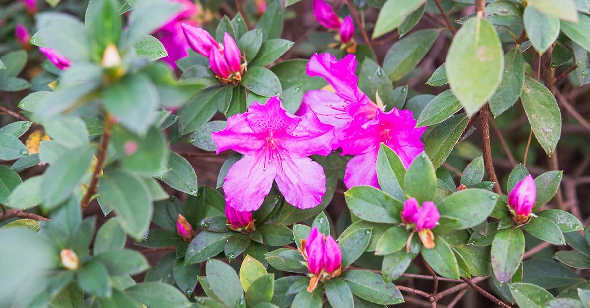 Perfect Plants Formosa Azalea Shrub All Shrubs & Hedges 7 Perfect Plants Formosa Azalea Shrub All Shrubs & Hedges