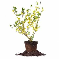 Perfect Plants All Shrubs & Hedges Lynwood Gold Forsythia Shrub