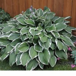 Perfect Plants Hosta Francee Shrub