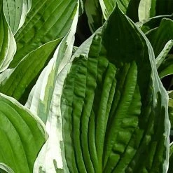 Perfect Plants Hosta Francee Shrub