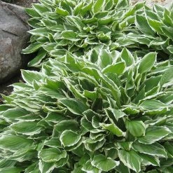 Perfect Plants Hosta Francee Shrub