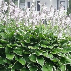 Perfect Plants Hosta Francee Shrub