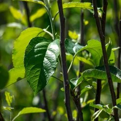 Perfect Plants Gala Apple Tree All Fruit & Nut Trees