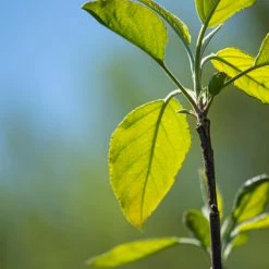 Perfect Plants Gala Apple Tree All Fruit & Nut Trees