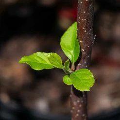 Perfect Plants Gala Apple Tree All Fruit & Nut Trees