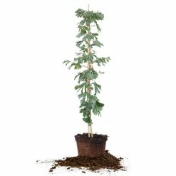 Perfect Plants Sales Shop 20 Perfect Plants All Trees Ginkgo Tree