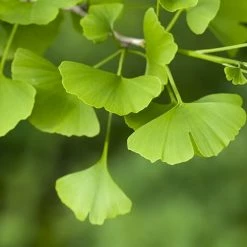 Perfect Plants All Trees Ginkgo Tree