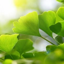 Perfect Plants All Trees Ginkgo Tree