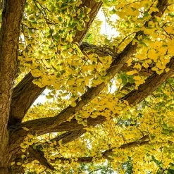 Perfect Plants All Trees Ginkgo Tree