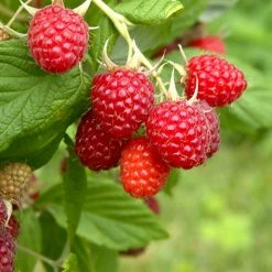 Perfect Plants Glencoe Thornless Raspberry Bush Berry Bushes