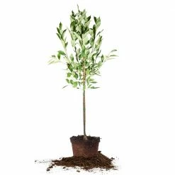 Perfect Plants Plum Trees Golden Plum Tree