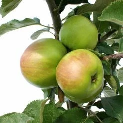 Perfect Plants Granny Smith Apple Tree