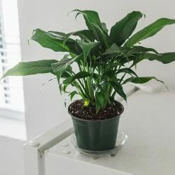 Perfect Plants Green Peace Lily All Houseplants