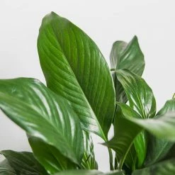 Perfect Plants Green Peace Lily All Houseplants