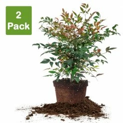 Perfect Plants Dwarf Nandina ‘Gulf Stream’ Shrub 9 Perfect Plants Dwarf Nandina ‘Gulf Stream’ Shrub