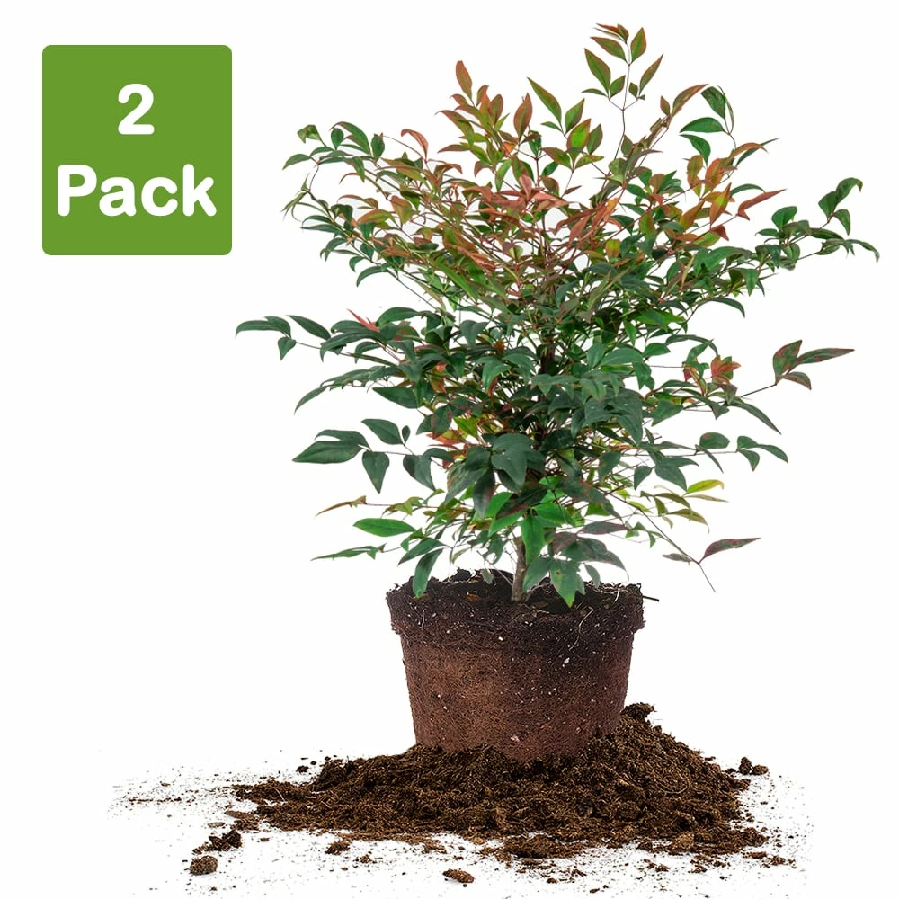 Perfect Plants Dwarf Nandina ‘Gulf Stream’ Shrub 5 Perfect Plants Dwarf Nandina ‘Gulf Stream’ Shrub