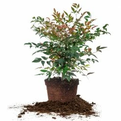 Perfect Plants Dwarf Nandina ‘Gulf Stream’ Shrub