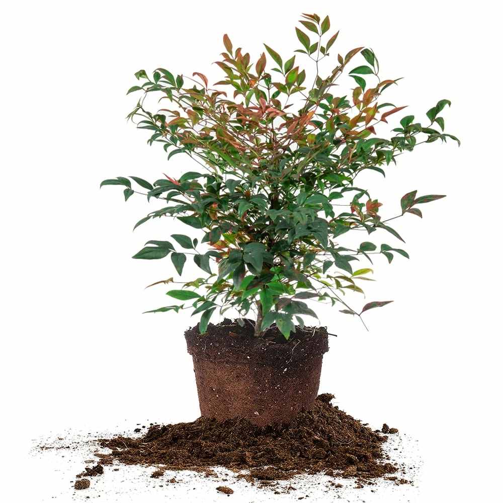 Perfect Plants Dwarf Nandina ‘Gulf Stream’ Shrub 1 Perfect Plants Dwarf Nandina ‘Gulf Stream’ Shrub