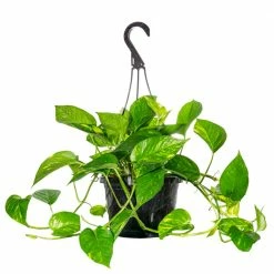 Perfect Plants Golden Pothos All Houseplants