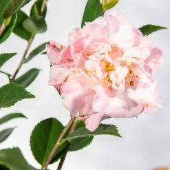 Perfect Plants All Shrubs & Hedges Camellia High Fragrance