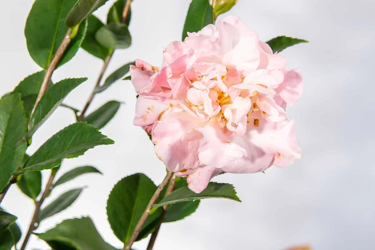 Perfect Plants All Shrubs & Hedges Camellia High Fragrance 2 Perfect Plants All Shrubs & Hedges Camellia High Fragrance