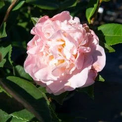 Perfect Plants All Shrubs & Hedges Camellia High Fragrance 5 Perfect Plants All Shrubs & Hedges Camellia High Fragrance