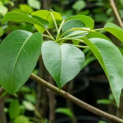 Perfect Plants Hood Pear Tree All Fruit & Nut Trees