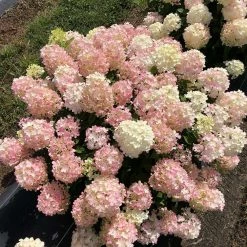 Perfect Plants Fire Light® Hydrangea Tree All Shrubs & Hedges