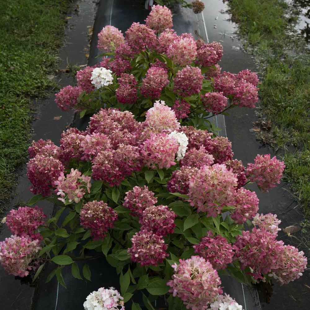 Perfect Plants Fire Light® Hydrangea Tree All Shrubs & Hedges 3 Perfect Plants Fire Light® Hydrangea Tree All Shrubs & Hedges