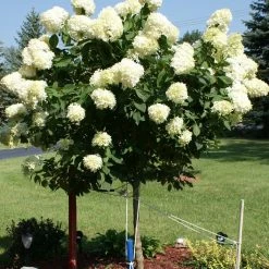 Perfect Plants Limelight Hydrangea Tree