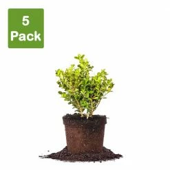 Perfect Plants Japanese Boxwood Shrub