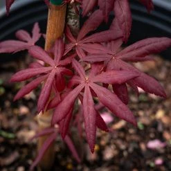 Perfect Plants Semi Dwarf Japanese Maple Tree All Trees