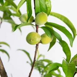 Perfect Plants July Prince Peach Tree