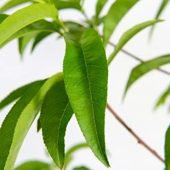 Perfect Plants July Prince Peach Tree