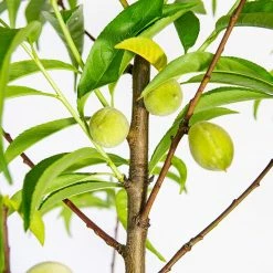Perfect Plants July Prince Peach Tree