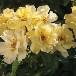 Perfect Plants Lemon Drift® Rose Bush Drift® Roses