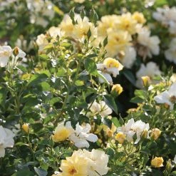 Perfect Plants Lemon Drift® Rose Bush Drift® Roses