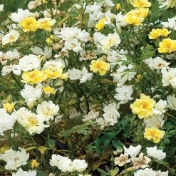 Perfect Plants Lemon Drift® Rose Bush Drift® Roses