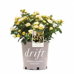 Perfect Plants Lemon Drift® Rose Bush Drift® Roses