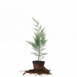 Perfect Plants All Trees Leyland Cypress Tree