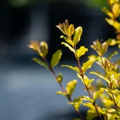 Perfect Plants Sunshine Ligustrum Shrub