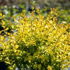 Perfect Plants Sunshine Ligustrum Shrub