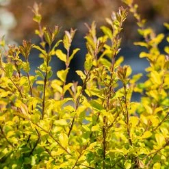 Perfect Plants Sunshine Ligustrum Shrub