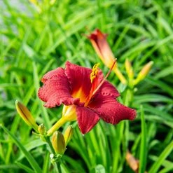 Perfect Plants All Shrubs & Hedges Little Business Daylily Shrub 18 Perfect Plants All Shrubs & Hedges Little Business Daylily Shrub