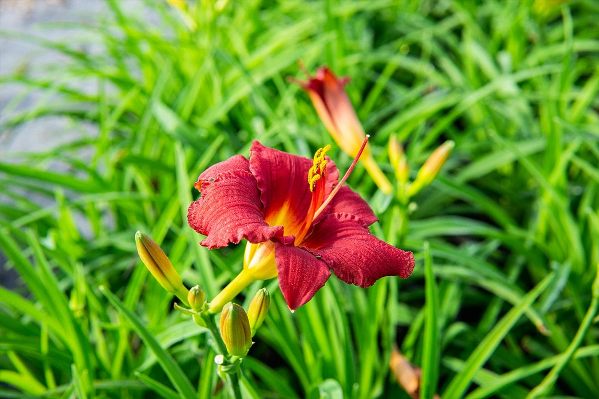 Perfect Plants All Shrubs & Hedges Little Business Daylily Shrub 8 Perfect Plants All Shrubs & Hedges Little Business Daylily Shrub