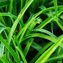 Perfect Plants All Shrubs & Hedges Little Business Daylily Shrub 19 Perfect Plants All Shrubs & Hedges Little Business Daylily Shrub