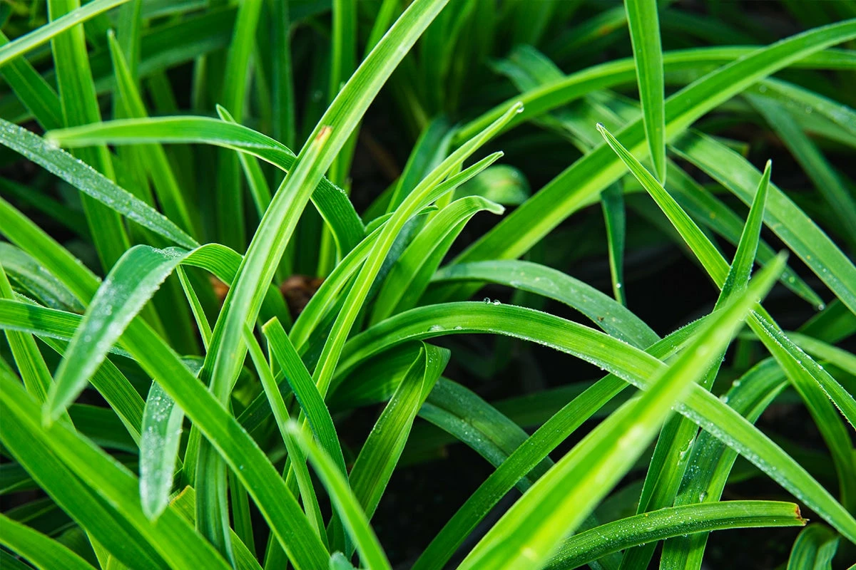 Perfect Plants All Shrubs & Hedges Little Business Daylily Shrub 9 Perfect Plants All Shrubs & Hedges Little Business Daylily Shrub