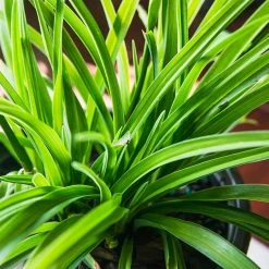 Perfect Plants All Shrubs & Hedges Little Business Daylily Shrub 20 Perfect Plants All Shrubs & Hedges Little Business Daylily Shrub