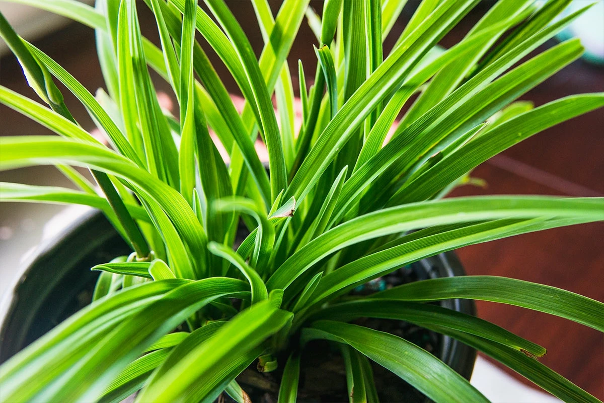 Perfect Plants All Shrubs & Hedges Little Business Daylily Shrub 10 Perfect Plants All Shrubs & Hedges Little Business Daylily Shrub