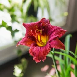 Perfect Plants All Shrubs & Hedges Little Business Daylily Shrub 21 Perfect Plants All Shrubs & Hedges Little Business Daylily Shrub